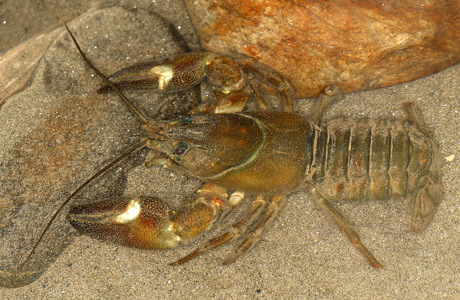 Signalkrebs (Pacifastacus leniusculus) - © Gernot Kunz